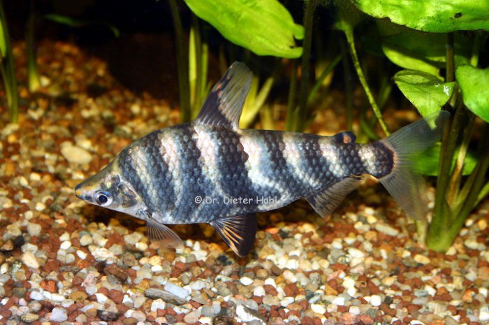 Abramites hypselonotus