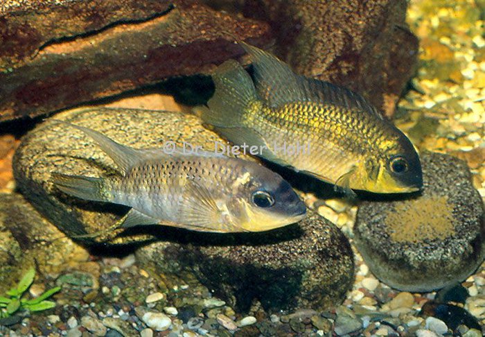 Aequidens chimantanus, laichendes Paar