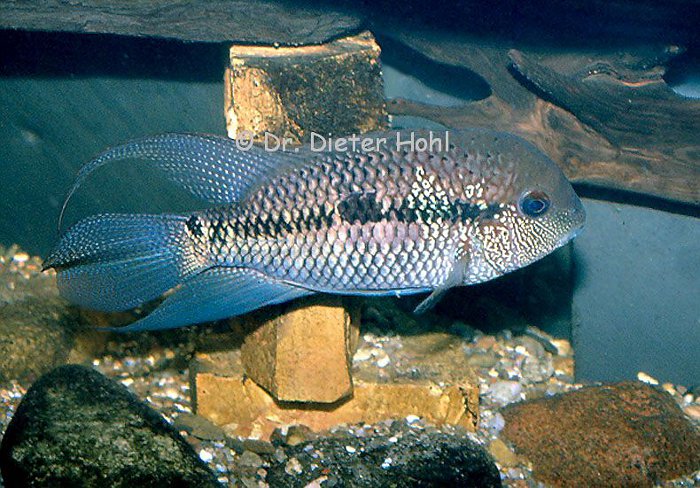 Aequidens michaeli, Männchen