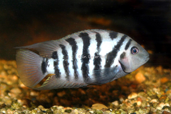 Amatitlania nigrofasciata