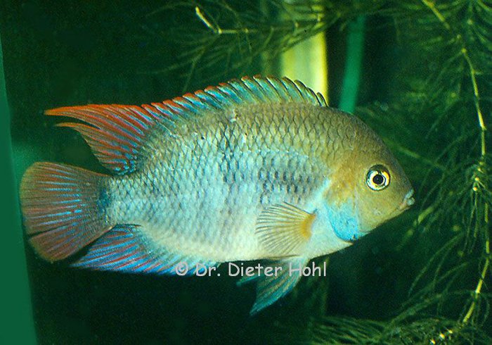 Amatitlania sajica, Männchen