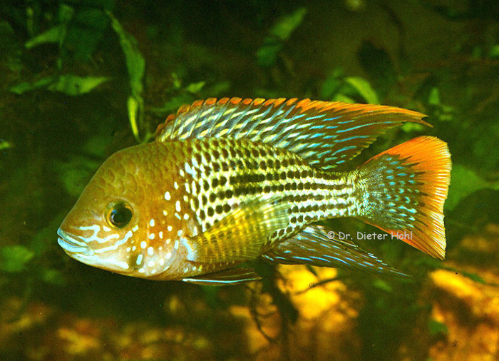 Andinoacara rivulatus, Männchen