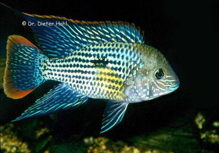 Andinoacara rivulatus, Männchen