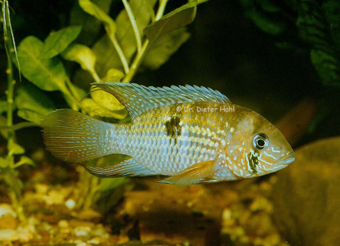 Andinoacara spec. affin. sapayensis