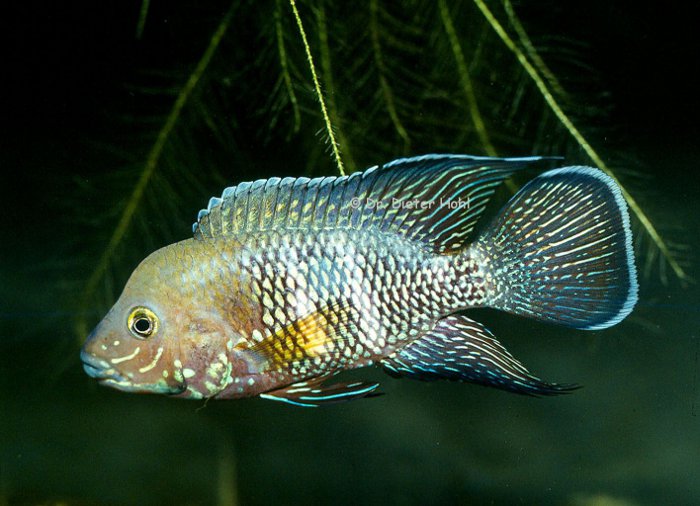 Andinoacara stalsbergi