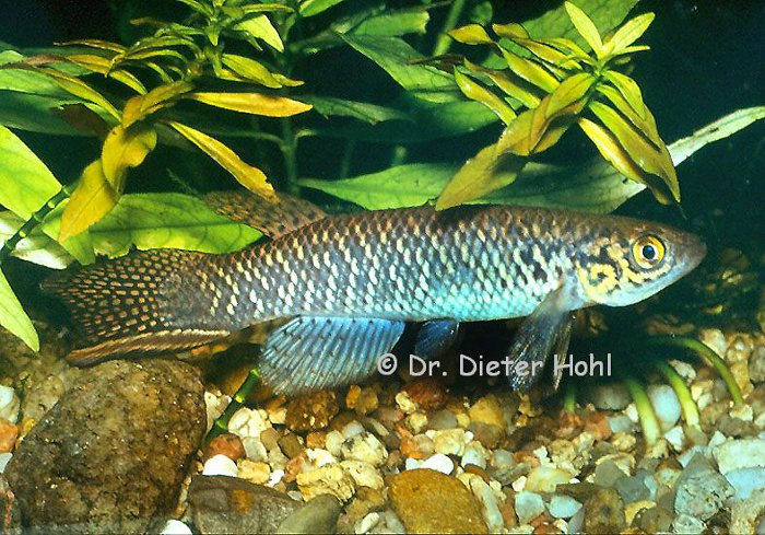 Aphyolebias wischmanni