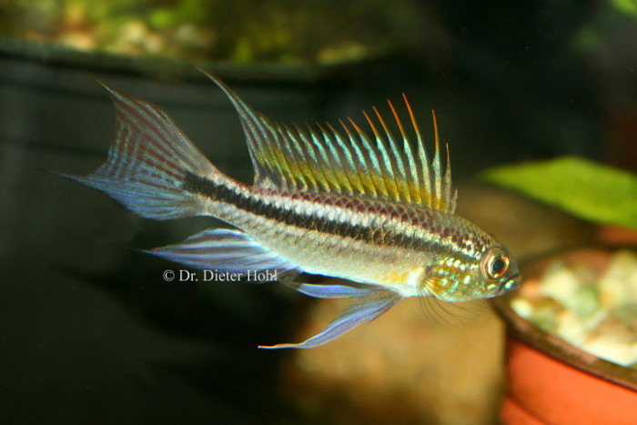 Apistogramma bitaeniata