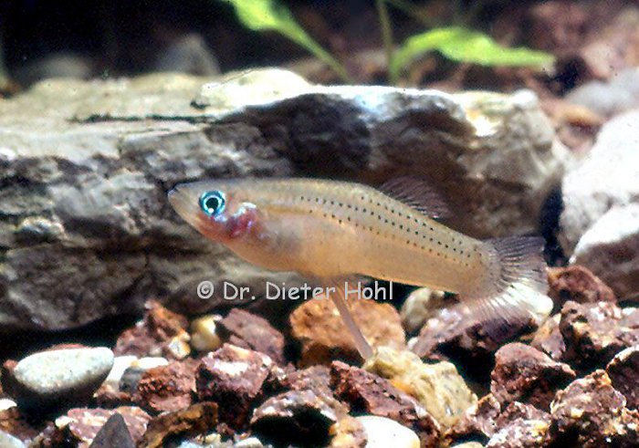 Gambusia punctata, Männchen