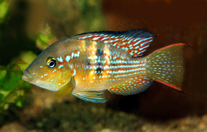 Gymnogeophagus meridionalis