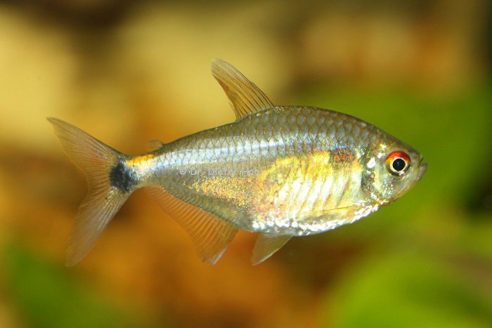 Hemigrammus ocellifer