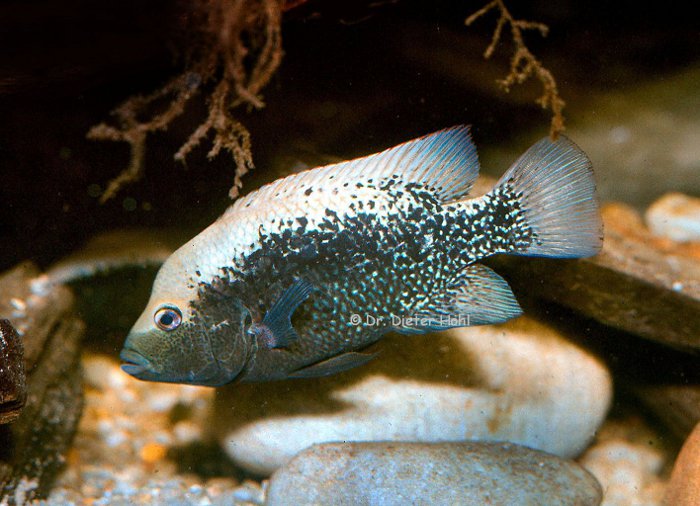 Herichthys bartoni, Männchen