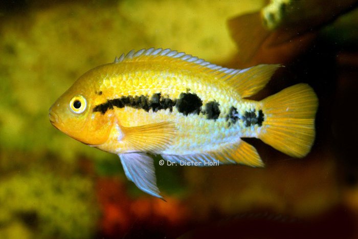 Herotilapia multispinosa