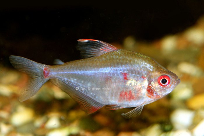 Hyphessobrycon socolofi