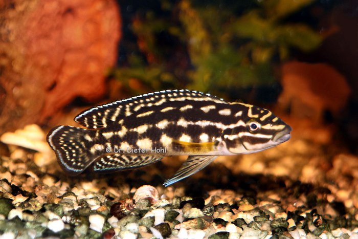 Julidochromis marlieri
