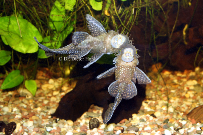 Kämpfende Ancistrus-Männchen