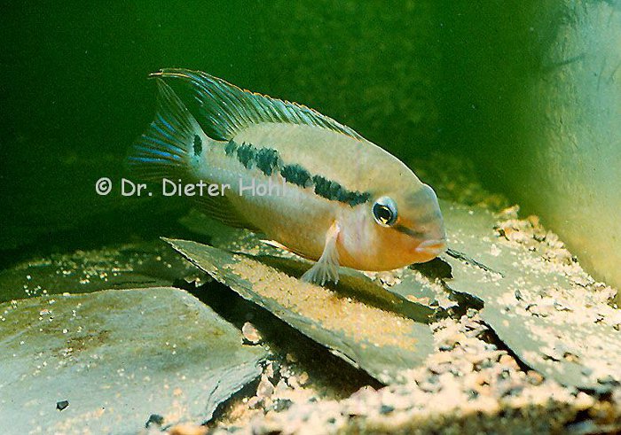 Krobia itanyi, pfleg. Männchen