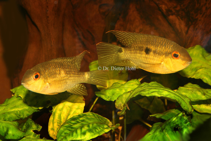 Krobia spec. „Rotauge“