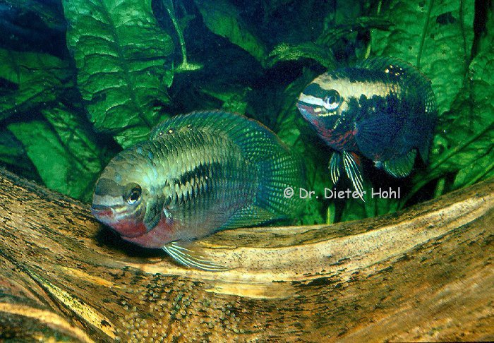 Laetacara dorsigera, pfleg. Paar