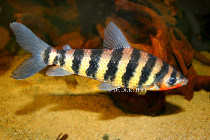 Leporinus fasciatus