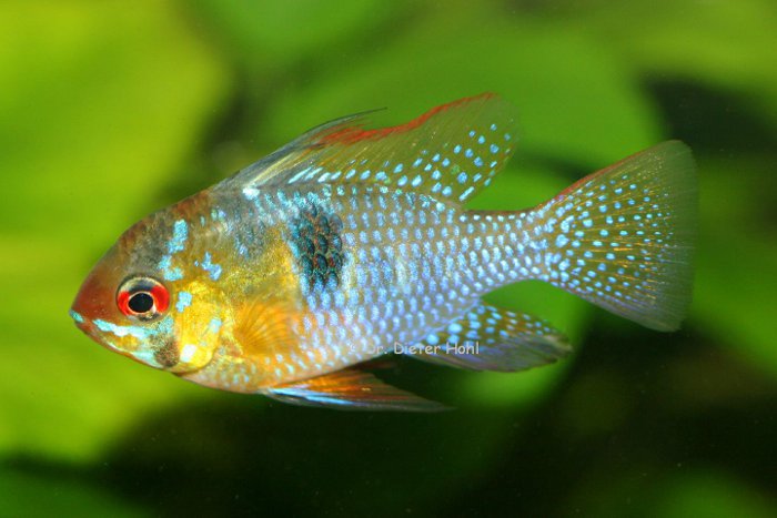 Mikrogeophagus ramirezi