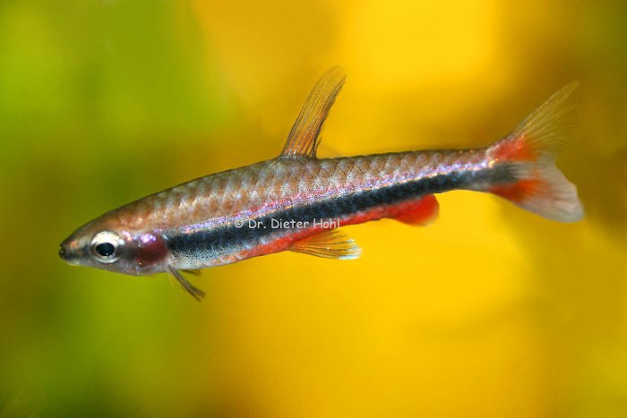 Nannostomus beckfordi