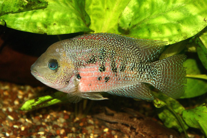 Panamius panamensis