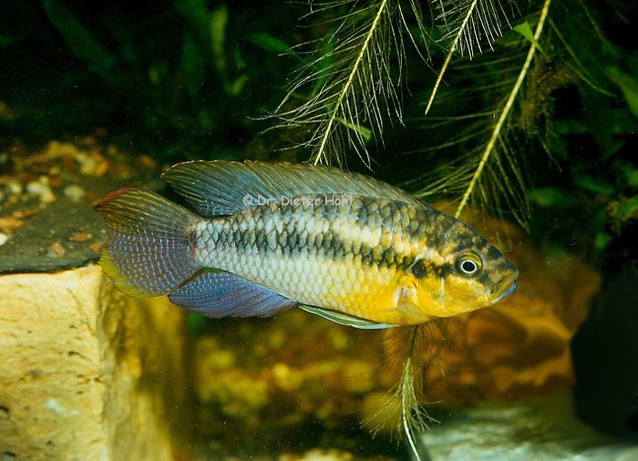 Pelvicachromis silviae