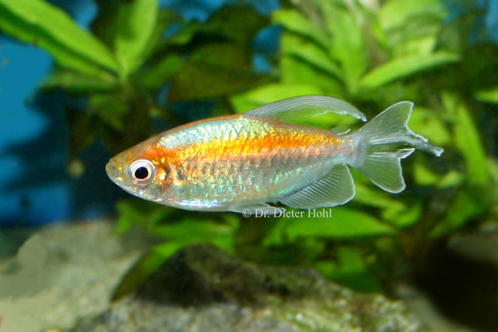 Phenacogrammus interruptus