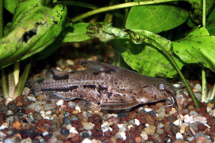 Platydoras hancockii