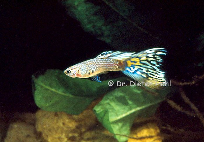Poecilia reticulata „King Cobra”