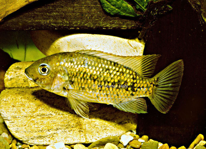 Sarotherodon melanotheron leonensis