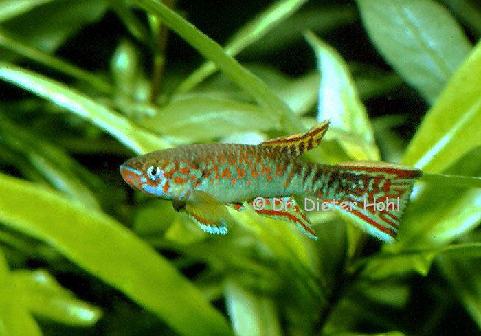 Scriptaphyosemion geryi, „Senegal”