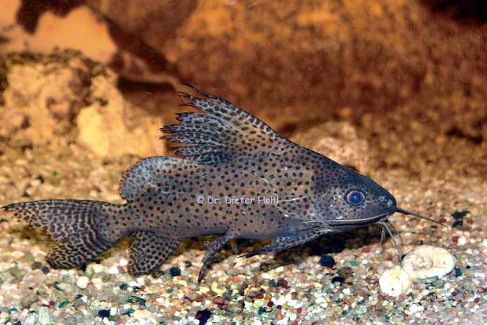 Synodontis nigrita