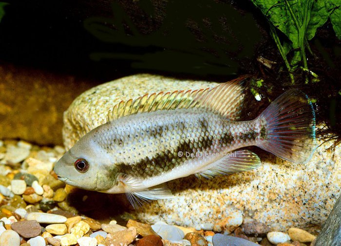 Talamancaheros unterwoodi, Weibchen