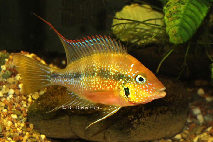 Thorichthys aureus