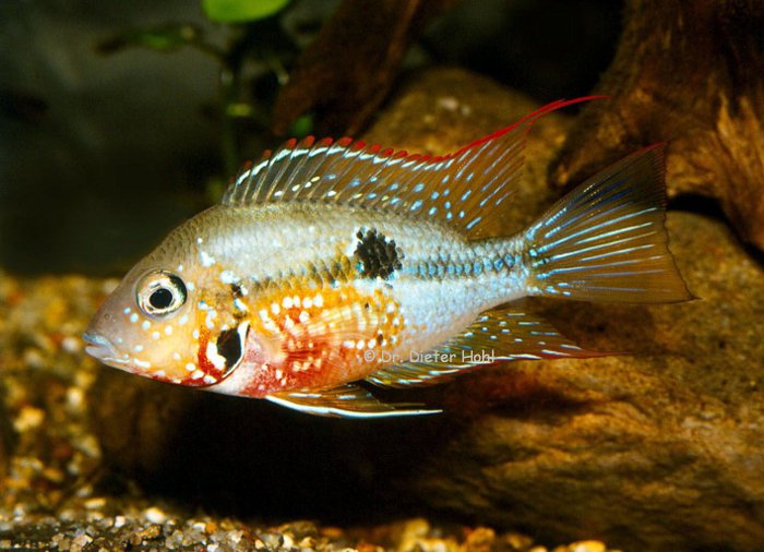 Thorichthys ellioti, Männchen