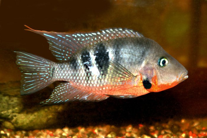 Thorichthys meeki