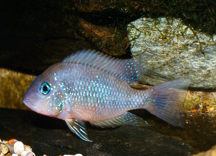 Thorichthys socolofi, Männchen