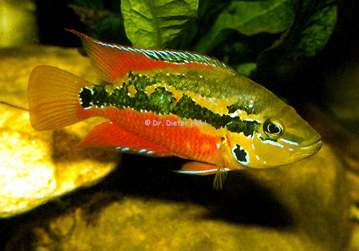 Trichromis salvini, Weibchen