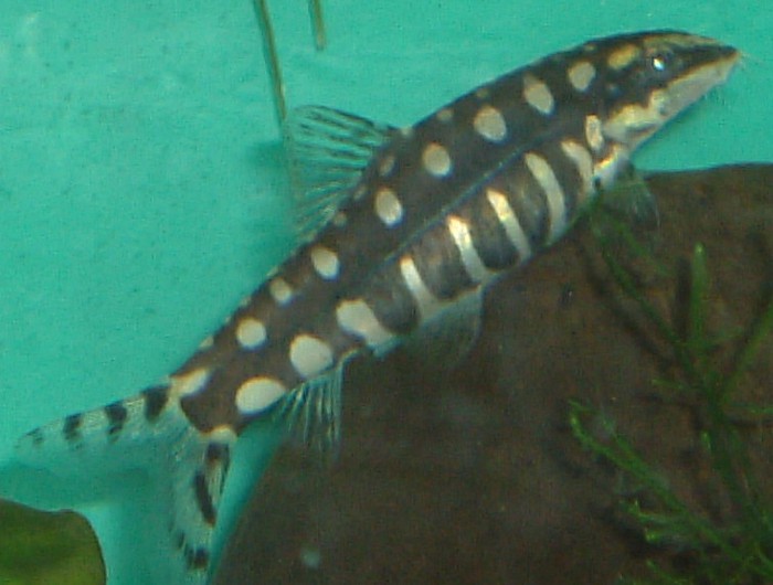 Ambastaia sidthimunki