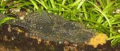 Ancistrus spec.