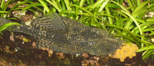 Ancistrus spec.