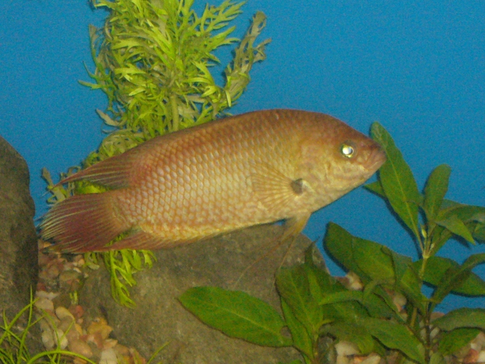 Belontia signata