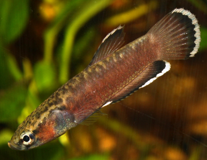 Betta albimarginata „Malinau“