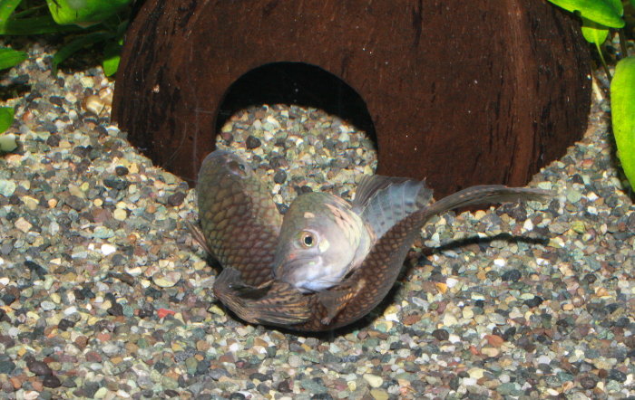Betta occelata „Kelai River Beran“