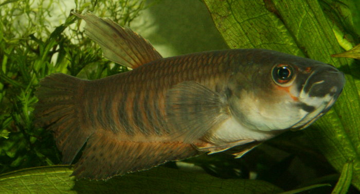 Betta patoti „red Badak“