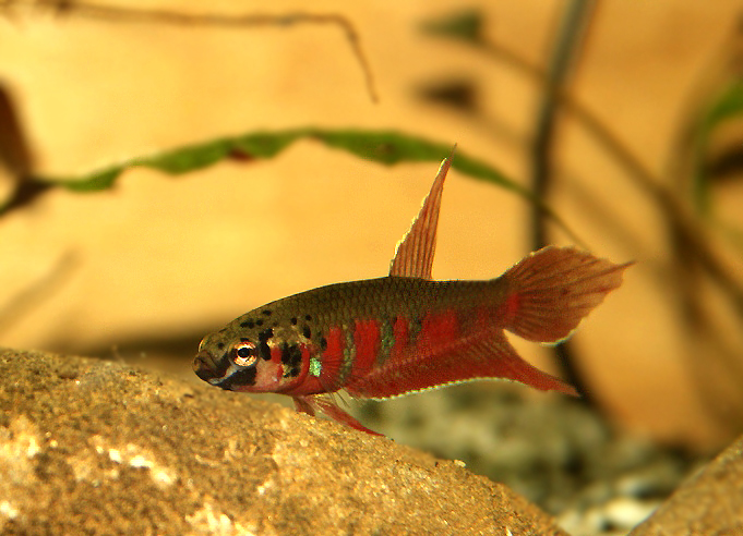 Betta rubra „Aceh Besar“