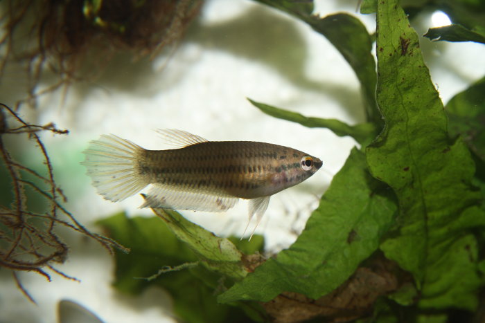Betta prima