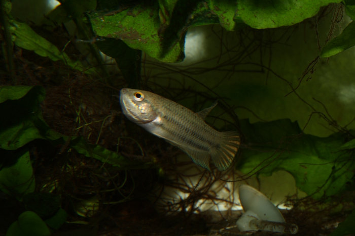 Betta prima, maulbrütendes Männchen