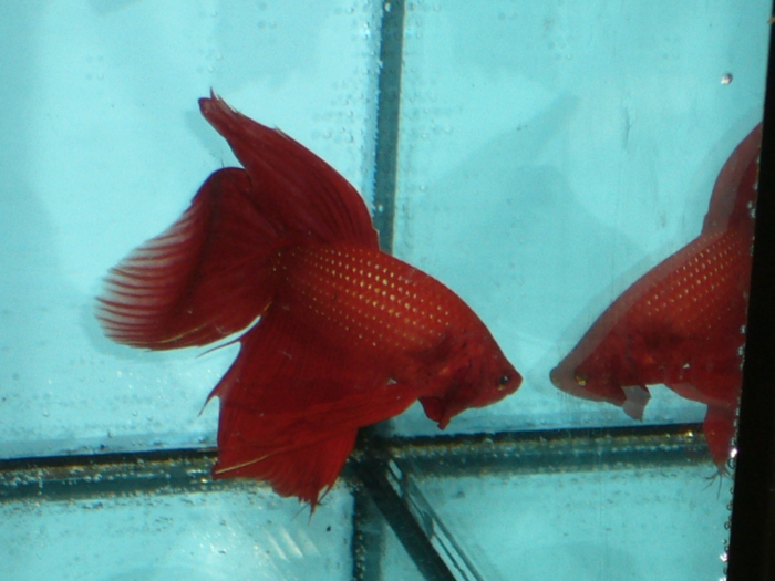 Betta splendens